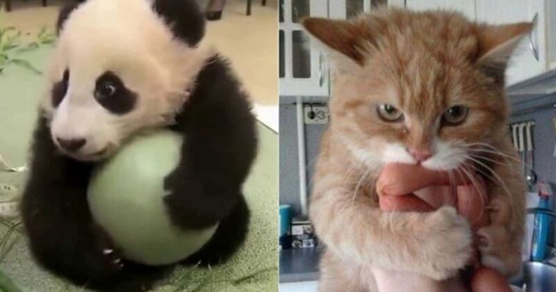 33 animali il cui sguardo recita: “Non te la darò, è mia!”
