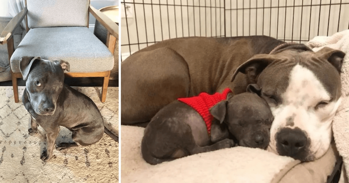Il pitbull dal cuore spezzato che ha perso i suoi cuccioli trova uno scopo con un cucciolo orfano