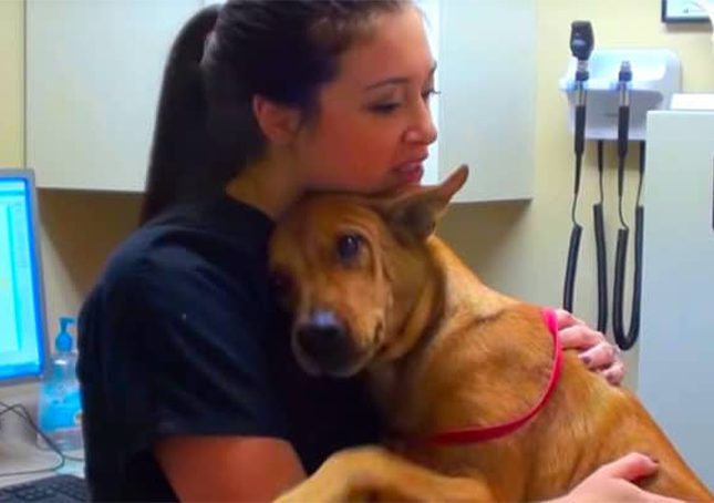 Il cane salvato 5 minuti prima di essere abbattuto ora regala i migliori abbracci