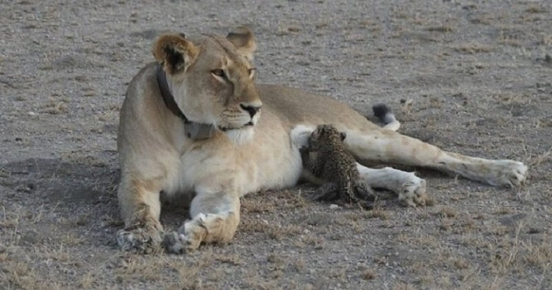 I figli di nessuno: la commovente storia di una leonessa che adotta un piccolo leopardo!