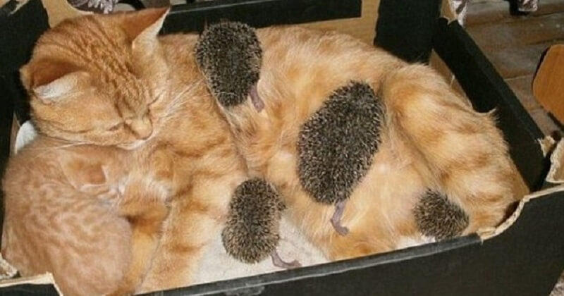 Una rossa e quattro pungenti: gli insoliti bambini gatto di Sonja