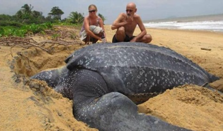 La tartaruga marina più grande del mondo emerge dal mare ed è sorprendente