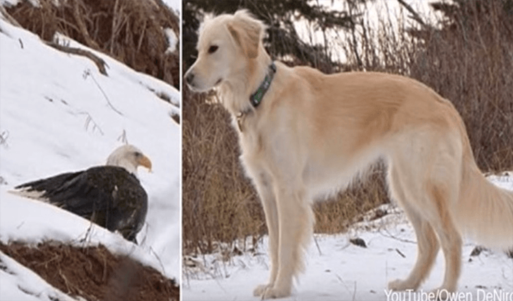 Aquila calva salvata dalla morte per congelamento da un Golden Retriever