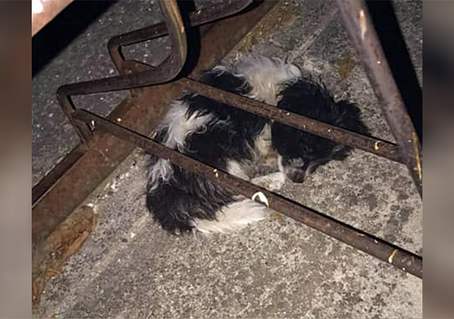 Cucciolo di due mesi trovato rannicchiato sul cemento in attesa che qualcuno lo salvi