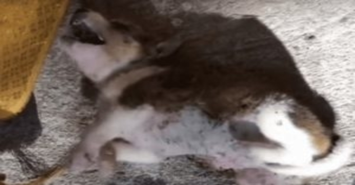 Il bambino che guaisce, morso per il cibo, si calma quando viene preso in braccio per la prima volta nella sua vita