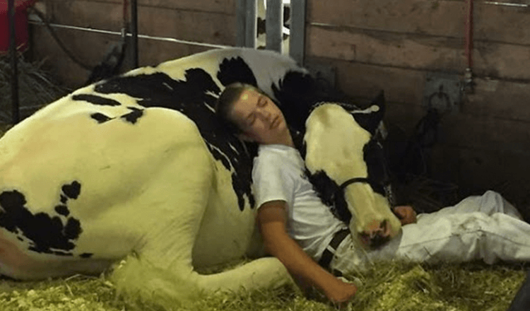 Un ragazzo stanco e la sua mucca perdono alla fiera del latte, si addormentano e vincono internet