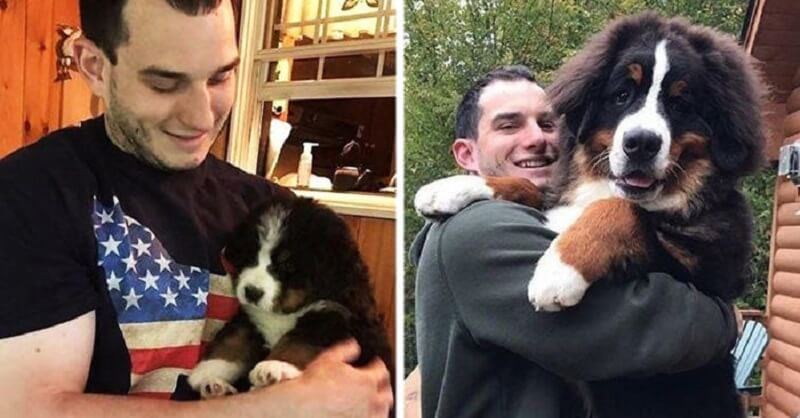 20 foto di cani i cui proprietari hanno documentato la loro trasformazione da cuccioli a cani adulti