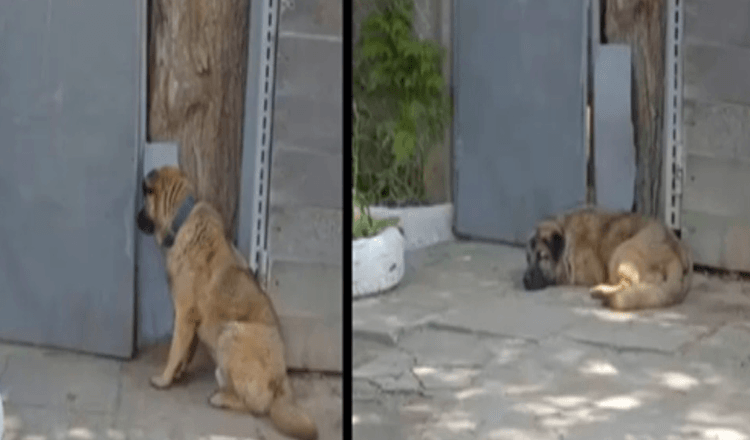 Il cane si rifiuta di uscire dal cancello dopo che il padrone lo ha cacciato per essere stato troppo gentile