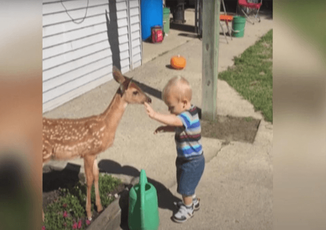 Un bambino fa amicizia con un cervo e ottiene in cambio molto di più di quello che aveva pattuito
