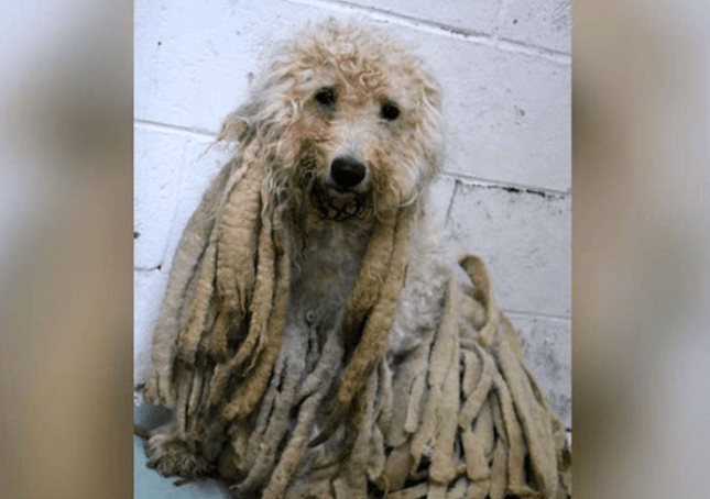 Barboncino ricoperto di rasta sporchi liberato da chili di pelo