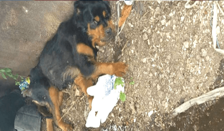 Il cane paralizzato abbandonato in un cassonetto non ha mai pensato che qualcuno l’avrebbe ritrovata