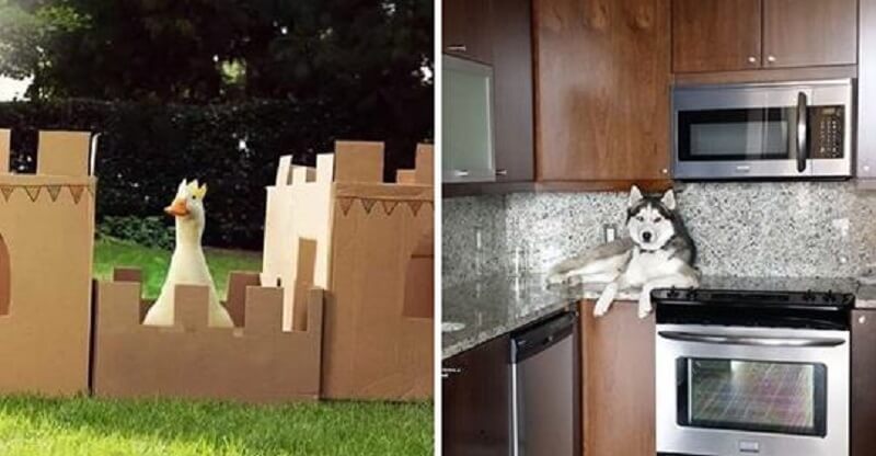 20 animali imprevedibili che possono farvi ridere fino alle lacrime con i loro comportamenti insoliti