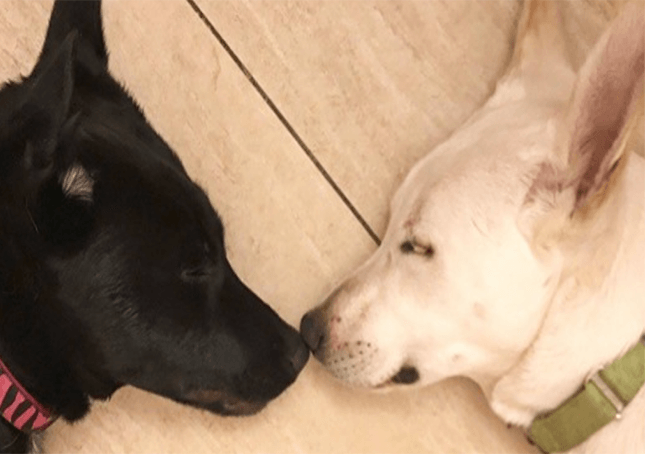 L’ultimo appello per l’adozione di una coppia di cani legati tra loro arriva in tutto il mondo