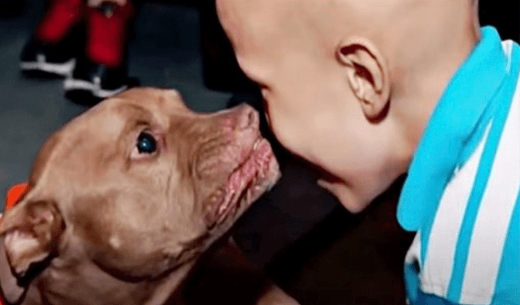 Un pitbull da un rifugio per animali uccisi sente che un ragazzo è malato e va dritto verso di lui