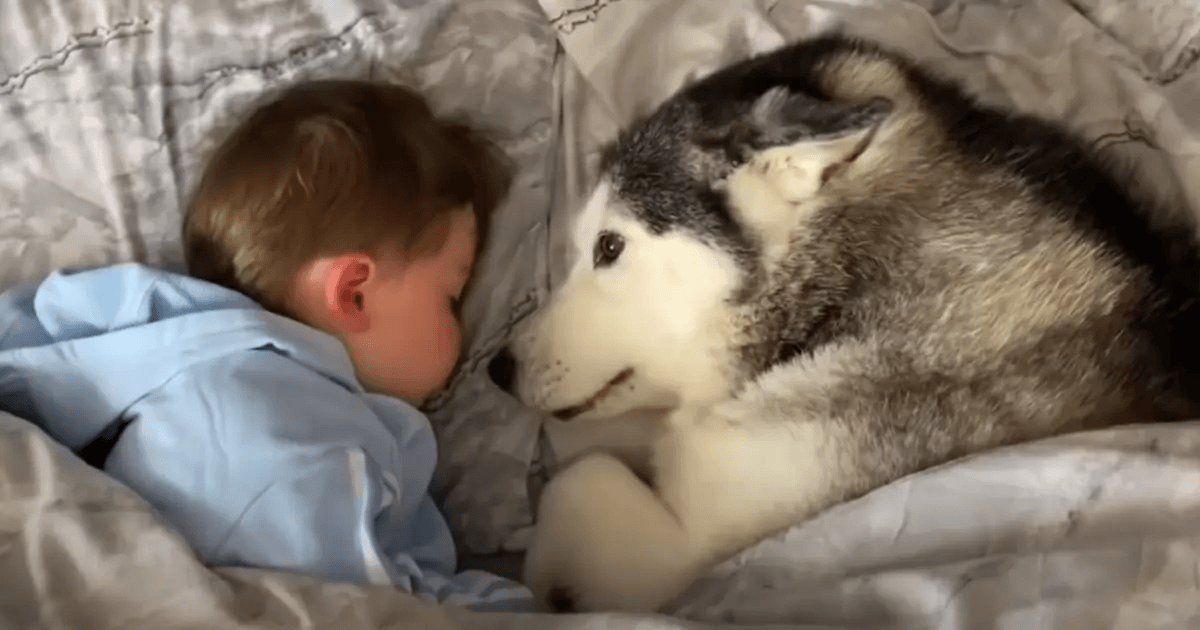 L’husky si rifiuta di scendere dal letto, ma accetta di condividerlo con il bambino