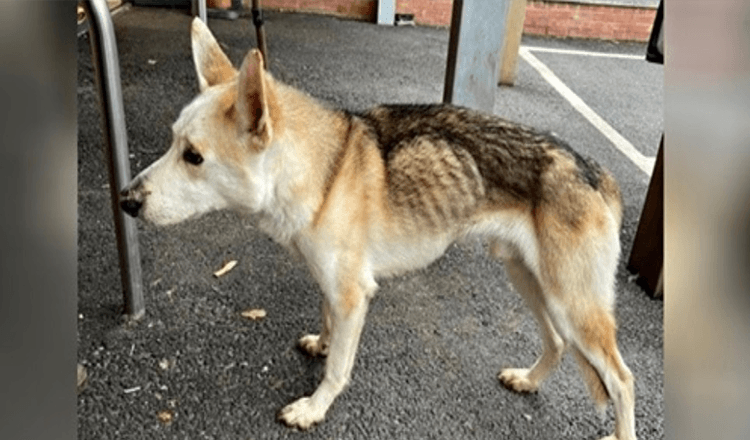 Un cane scomparso da 8 anni riconosce immediatamente suo padre in un incontro emozionante