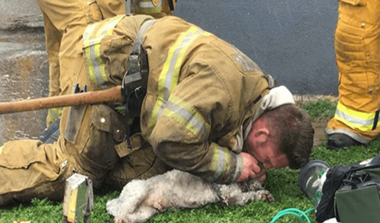 Il vigile del fuoco si rifiuta di abbandonare il cagnolino che sta salvando da una casa in fiamme