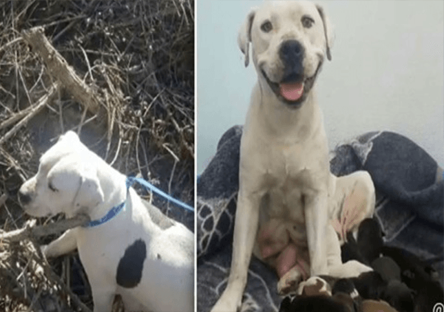 Il rifugio per animali scrive una lettera emotiva al proprietario che ha abbandonato un cane incinto