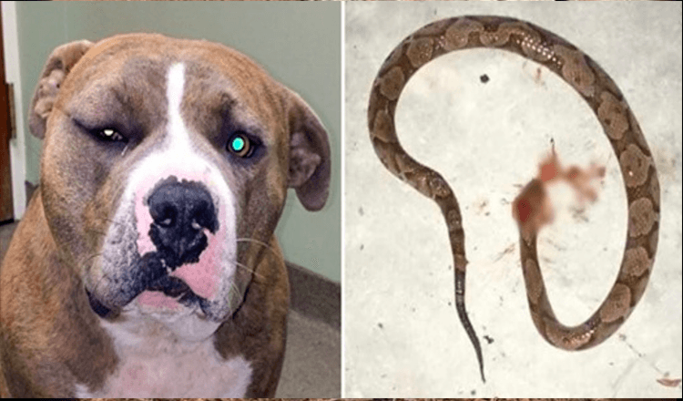 Un pitbull fedele è entrato in azione per salvare il suo umano da un serpente velenoso