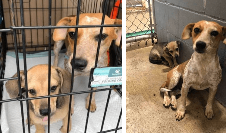 Hanno registrato mamma cane che nascondeva il suo piccolo in procinto di essere soppresso per dargli una seconda possibilità