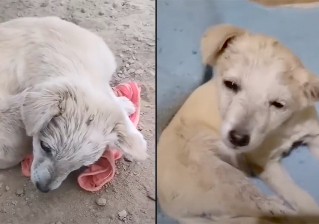Cucciolo con danni cerebrali rannicchiato per nascondersi non poteva alzare la testa per ringraziare il soccorritore