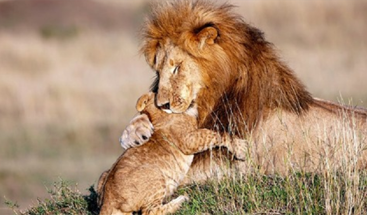 Fotografo cattura papà e cucciolo di leone in un magico abbraccio – Re Leone in carne e ossa (+5 foto)
