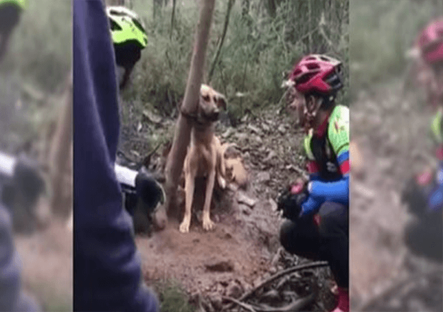 Ciclisti salvano un cane legato ad un albero e lasciato morire