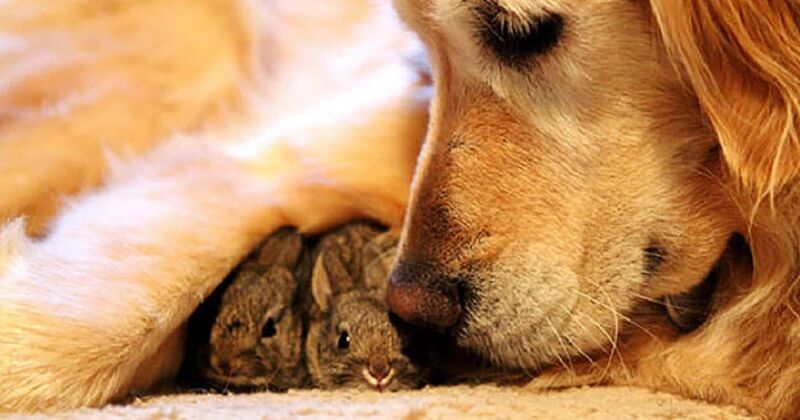 15 animali incredibili che sono molto più gentili degli umani. Queste foto vi toccheranno nel profondo!
