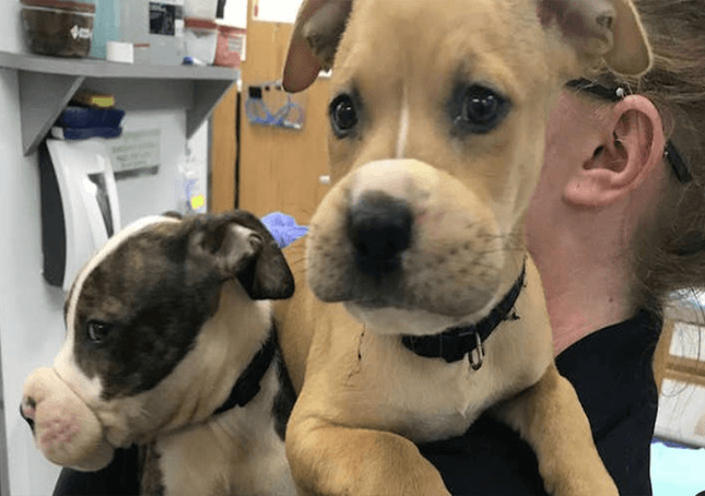 Cuccioli con la bocca chiusa da fascette di gomma salvati da un addetto alle manutenzioni
