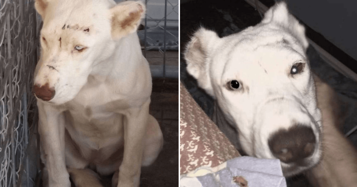 Un cane da salvataggio spaventato sveglia la nuova mamma nel cuore della notte per dirle grazie