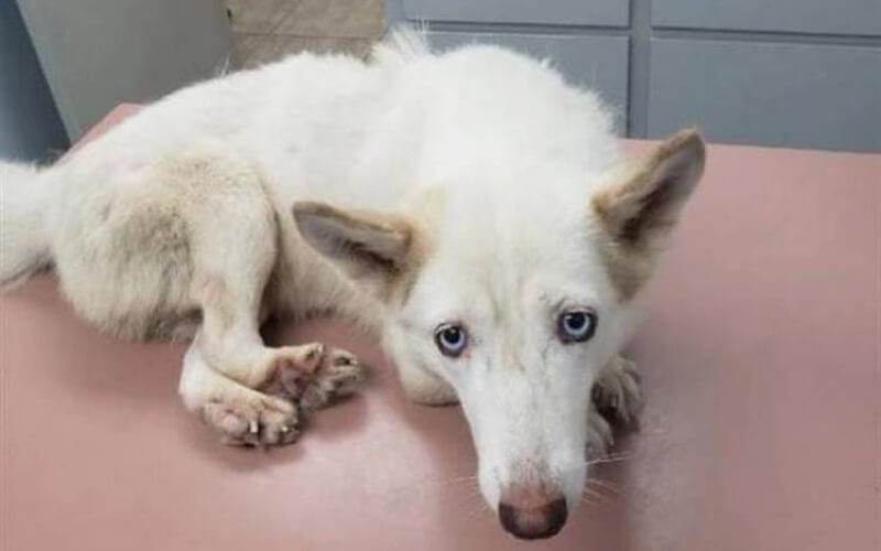 Durante una passeggiata, hanno visto una gabbia per polli con dentro un husky emaciato… Fino a piangere!