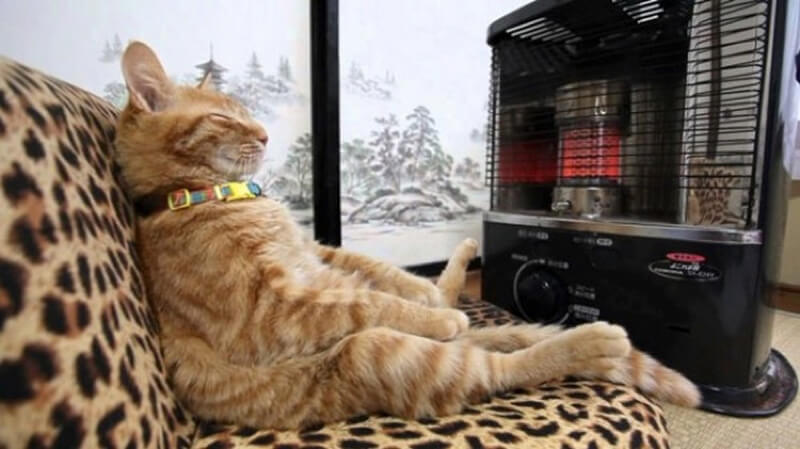 15 animali che volevano davvero, davvero tanto calore