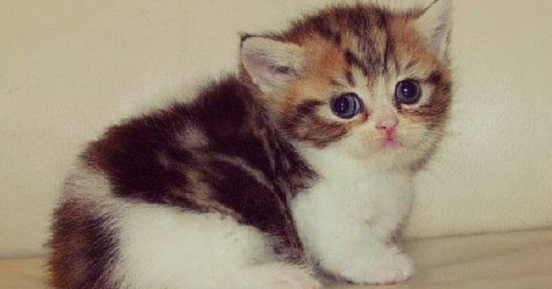 All’uomo non piaceva il gatto munchkin e lo chiamava per nome! Poi il gatto ha fatto questo