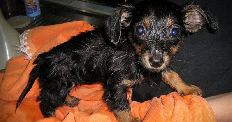 20 animali domestici costretti a fare il bagno per la prima volta. È difficile guardarli in lacrime!