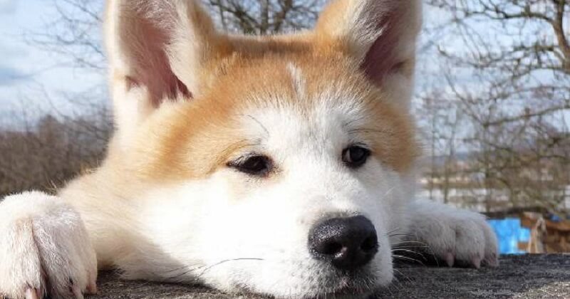 17 cani che si sono offesi molto con i loro padroni