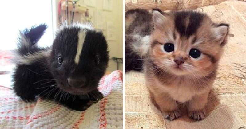 16 simpatici animaletti che vi faranno sciogliere il cuore!