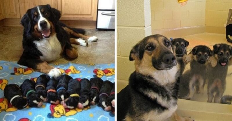 15 foto di mamme-cane e dei loro teneri cuccioli
