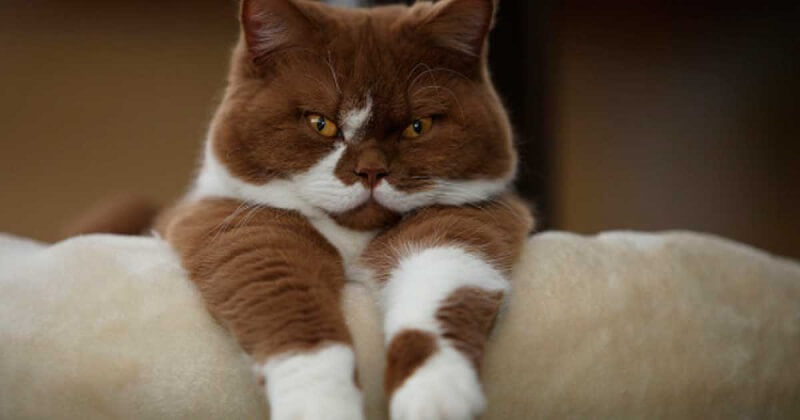 Il codice di un vero gatto! Il vostro gatto segue queste regole?