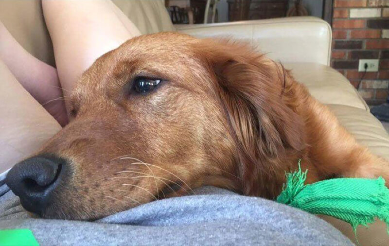20 esempi di amore incondizionato e devozione canina