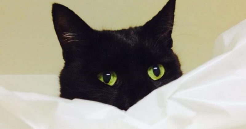 In preda alla disperazione, il gatto grida nel microfono della tata elettronica
