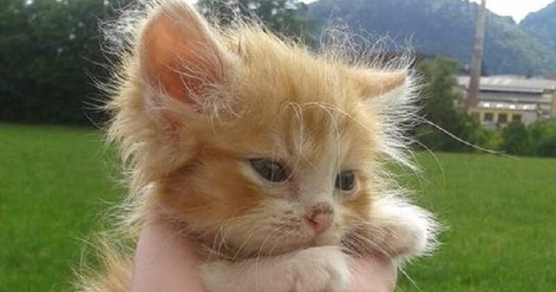 Un piccolo gattino dal pelo rosso è stato trovato nel bosco senza la sua mamma gatta. Ed eccolo qui, due anni dopo!