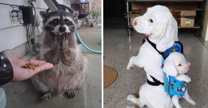 Foto di animali buffi che aumentano il livello di mimetismo nel sangue