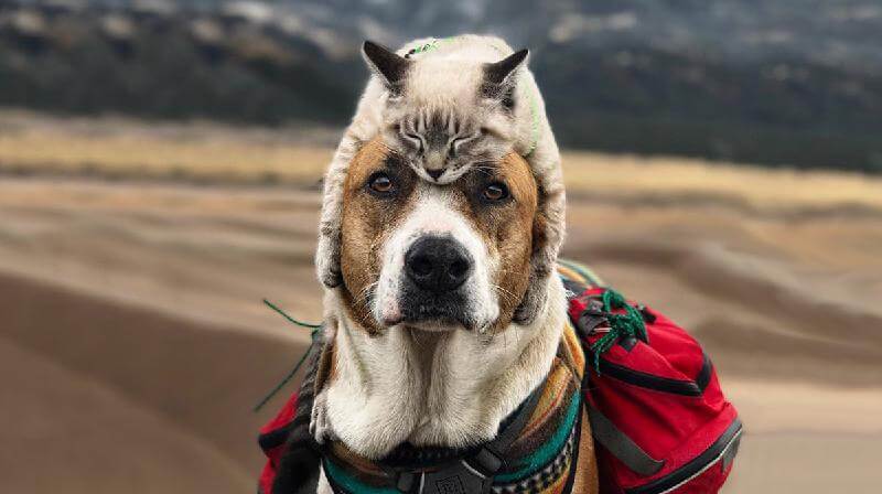 Gatto e cane in viaggio con i loro umani: 20 foto epiche!