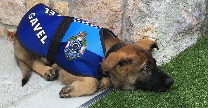 Questo cucciolo è stato addestrato, ma è stato licenziato dalla polizia per un motivo incredibilmente dolce