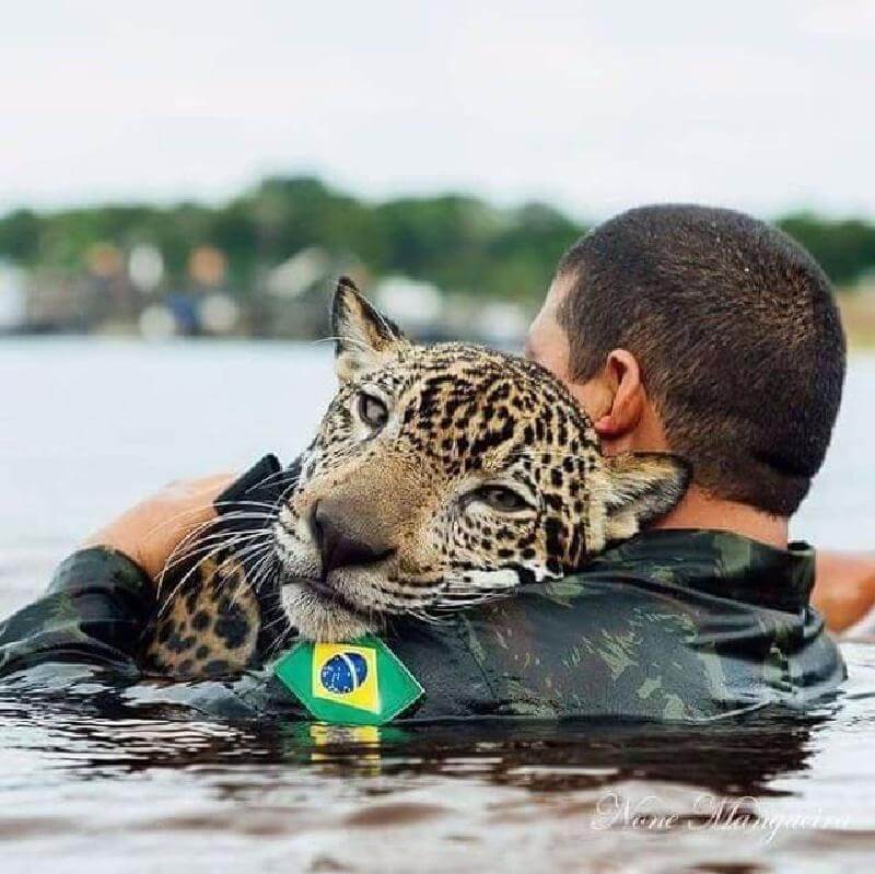 I soldati hanno salvato il giaguaro, che in cambio li ha abbracciati come un semplice gatto di casa