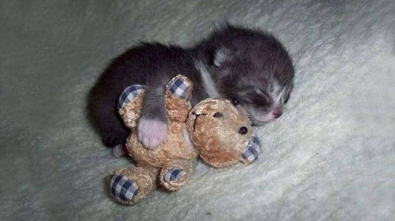 Queste sono le foto di gatti più carine che abbiate mai visto