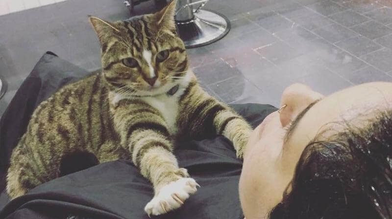 Cat aiuta personalmente a “promuovere” il salone di parrucchieri e non ha mai preso un giorno di ferie in quattro anni: dopo tutto, ha un lavoro molto importante