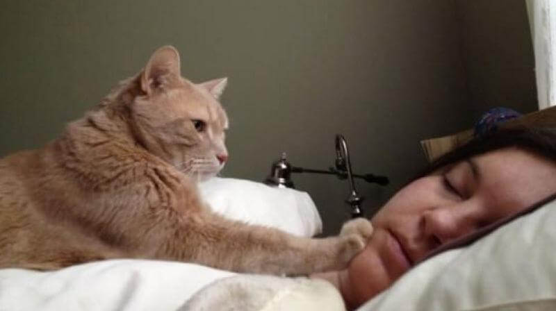 i 15 sacri doveri di ogni gatto che si rispetti
