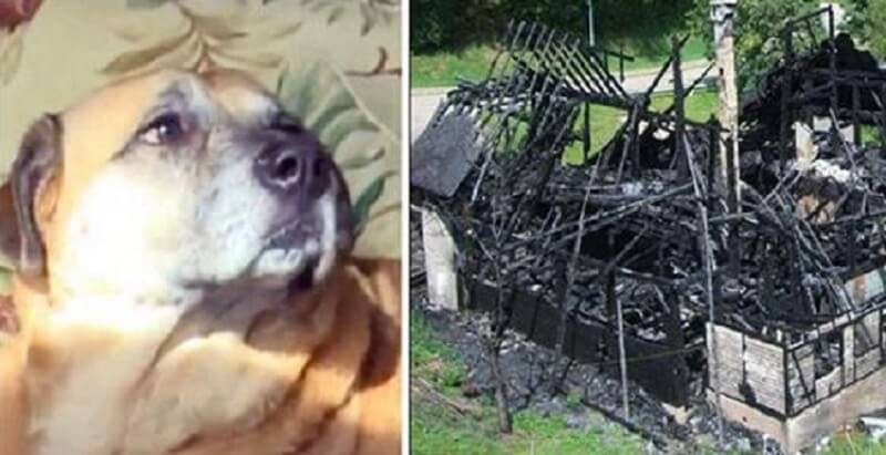 Il cane è stato salvato nell’incendio e due mesi dopo li ha condotti a un buco nero nella casa bruciata
