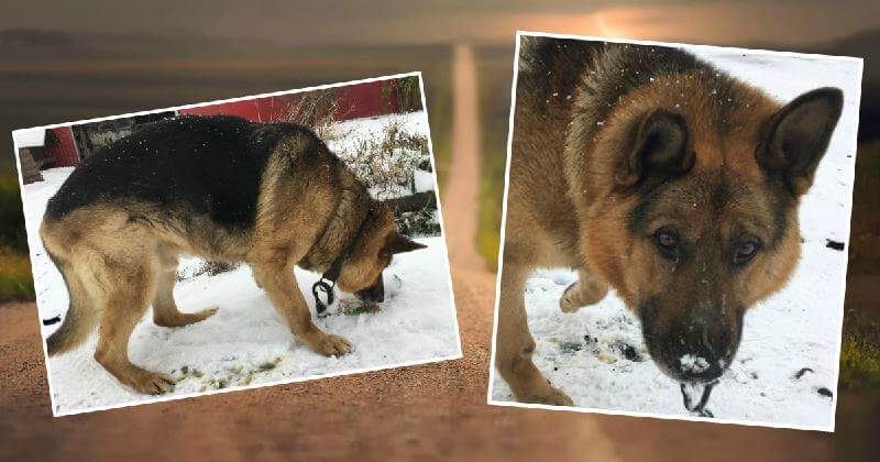 L’incredibile storia di un cane pastore smarrito che torna a casa dopo due anni di vagabondaggio!